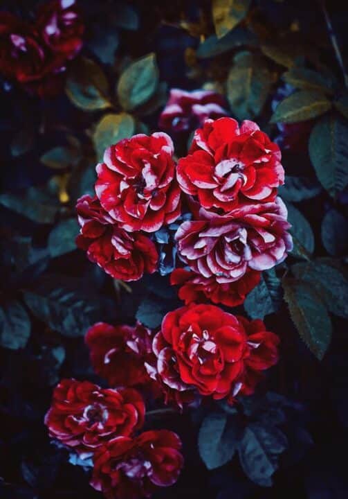 https://www.pexels.com/photo/red-flower-close-up-photo-759324/