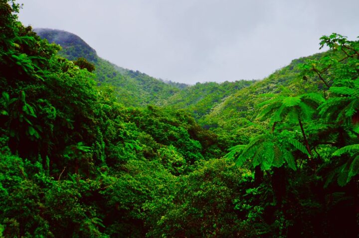 https://www.pexels.com/photo/mountain-covered-with-green-trees-784148/