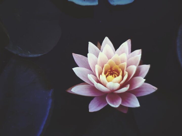 https://www.pexels.com/photo/pink-waterlily-flower-in-full-bloom-921703/