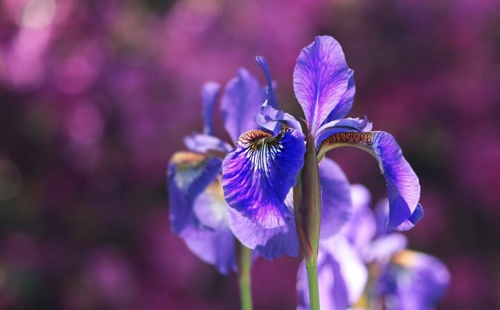 https://pixabay.com/de/photos/iris-schwertlilie-bl%C3%BCte-blau-blume-2502898/