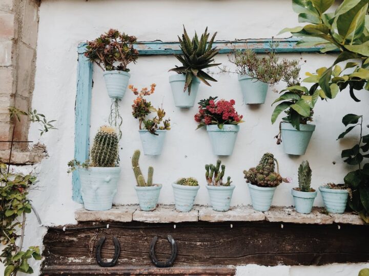 https://www.pexels.com/photo/plants-in-pot-on-wall-2431830/