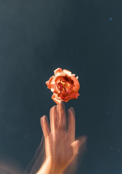 https://www.pexels.com/photo/orange-petaled-flower-2512388/