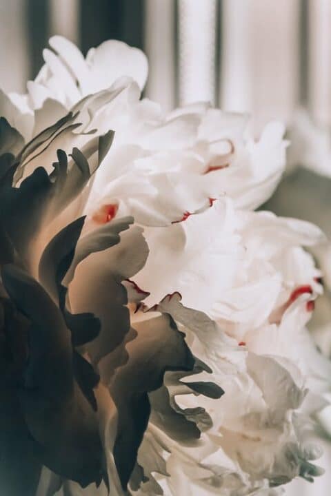 https://www.pexels.com/photo/white-flowers-2524815/