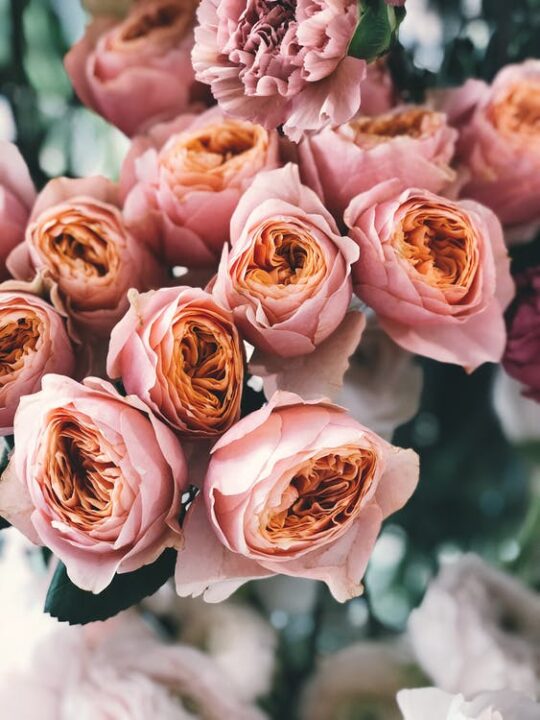 https://www.pexels.com/photo/pink-rose-flower-bouquet-931167/