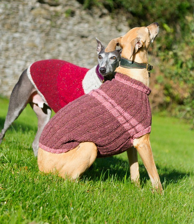 https://pixabay.com/de/photos/whippet-hund-jacke-blau-jumper-564387/