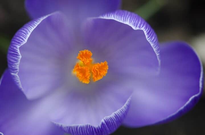 https://pixabay.com/photos/crocus-spring-flower-purple-2199409/