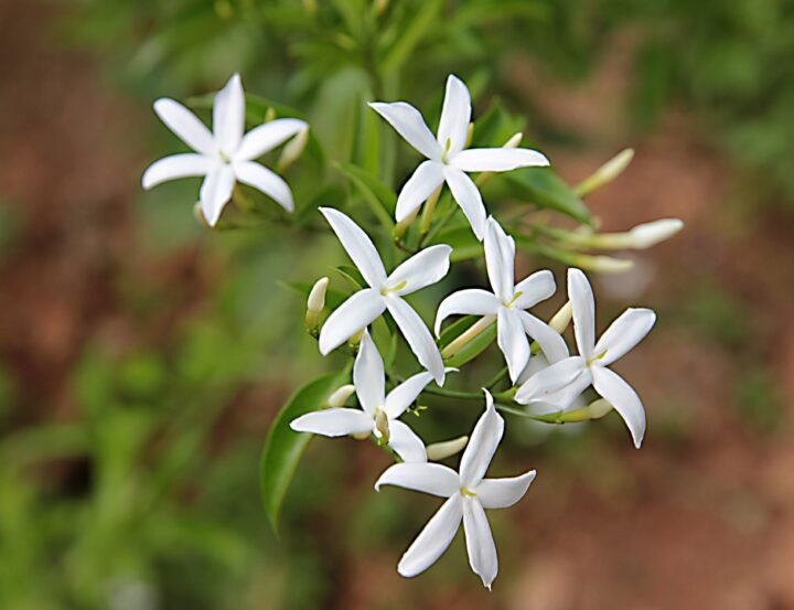https://pixabay.com/photos/jasmine-arabian-jasmine-5346865/