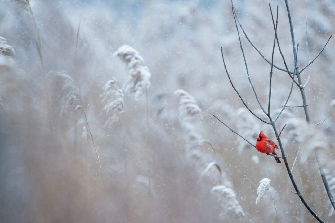 Roter Vogel in verschneiter Landschaft