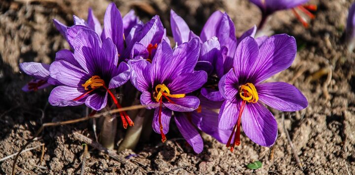 https://pixabay.com/photos/saffron-flower-nature-lilac-purple-1136778/