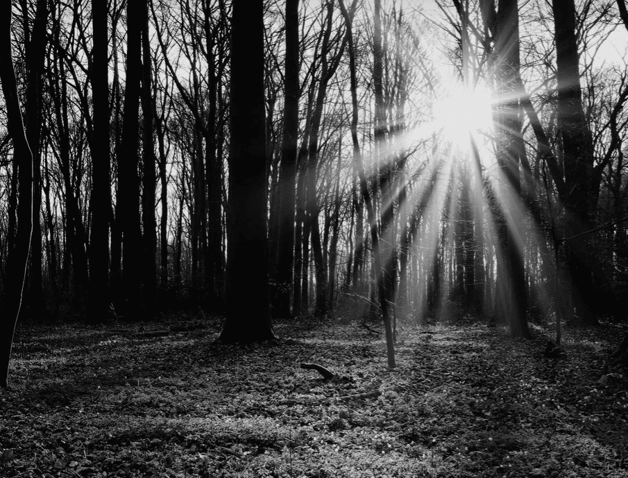 Sonnenaufgang im Wald