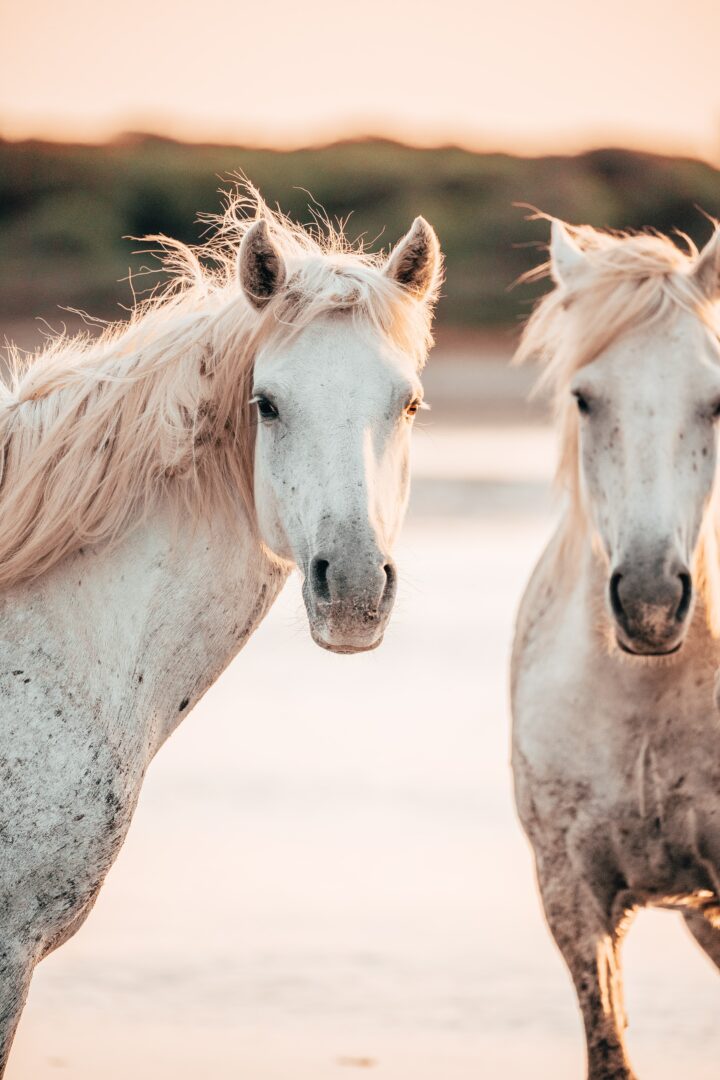 Pferde in der Camargue