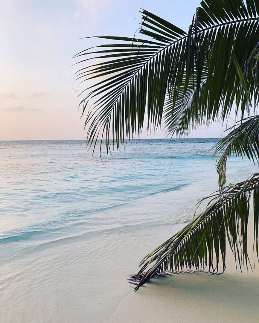 Strand mit Palme