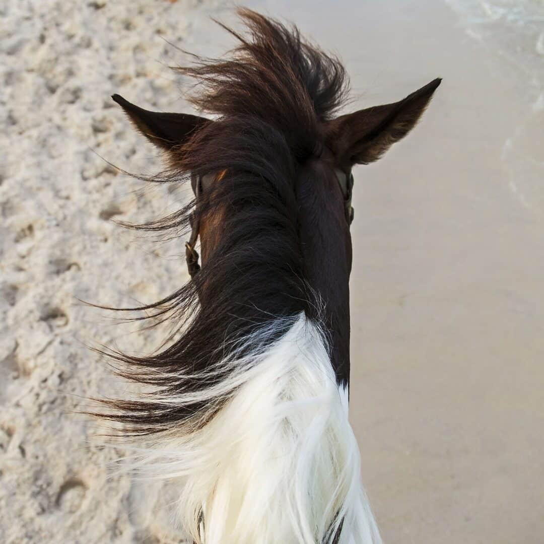 Pferd am Strand