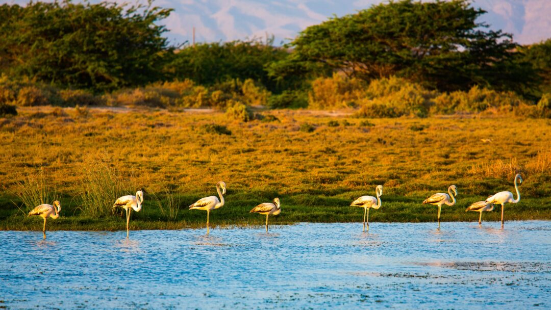 Flamingos in einer Lagune bei Salalah, Oman