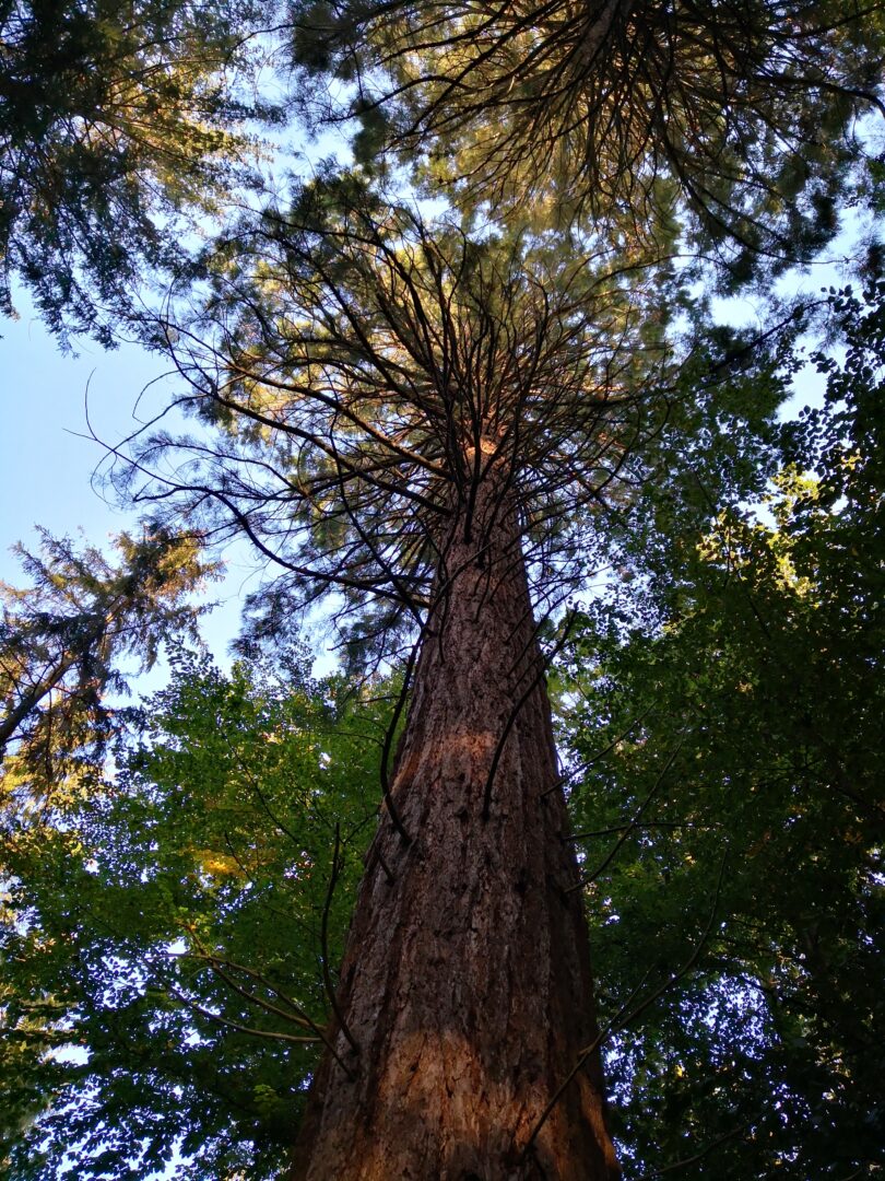 Redwood tree in Lenoren forest near Kalkhorst