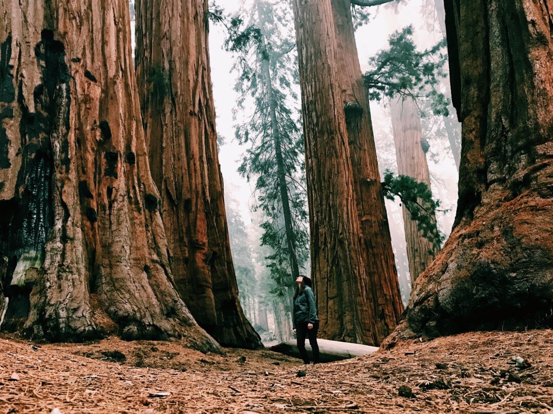 Woman between redwood trees