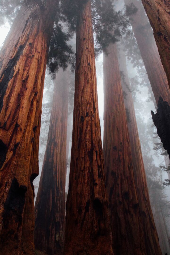 redwoods