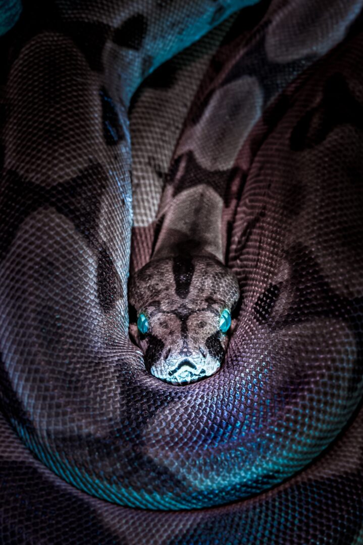 Turquoise snake