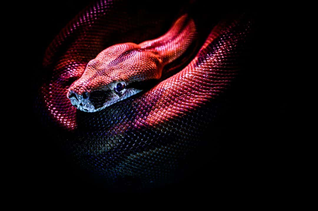 Red snake