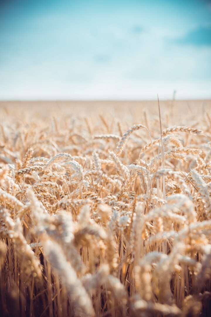 Wheat field in summer