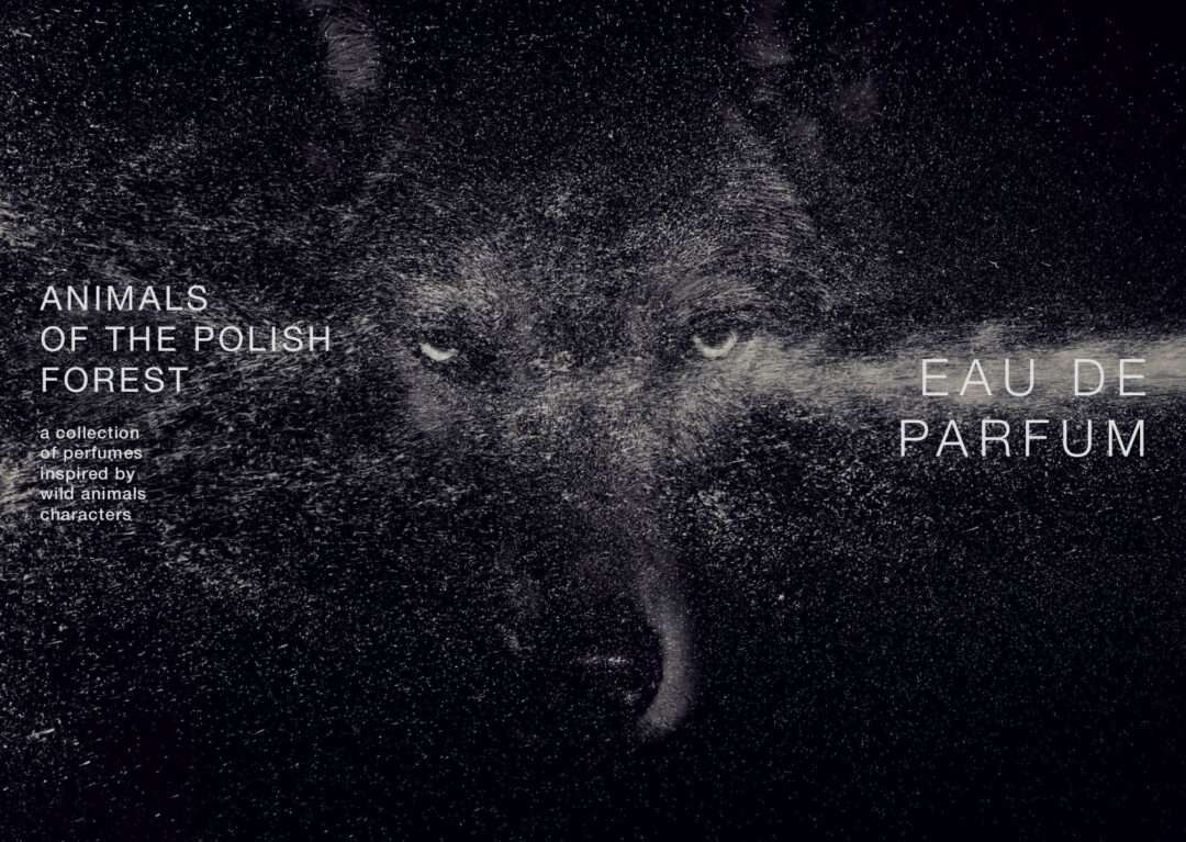 Animals of the Polish Forest by Wolf Brothers