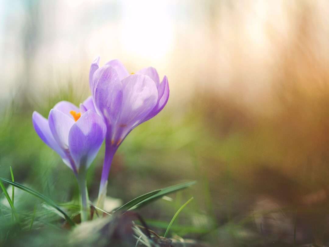 Top 5 spring scents - purple crocuses