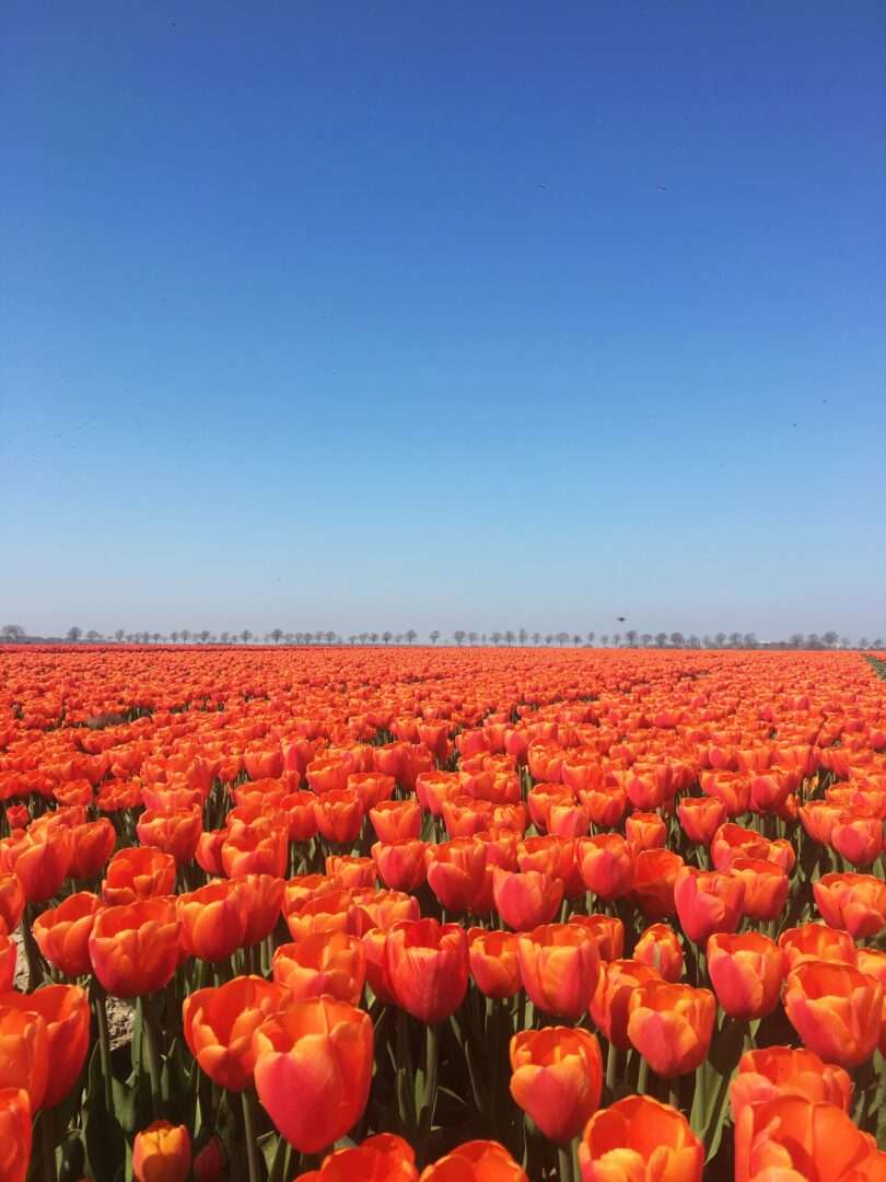 Tulpen, Holland