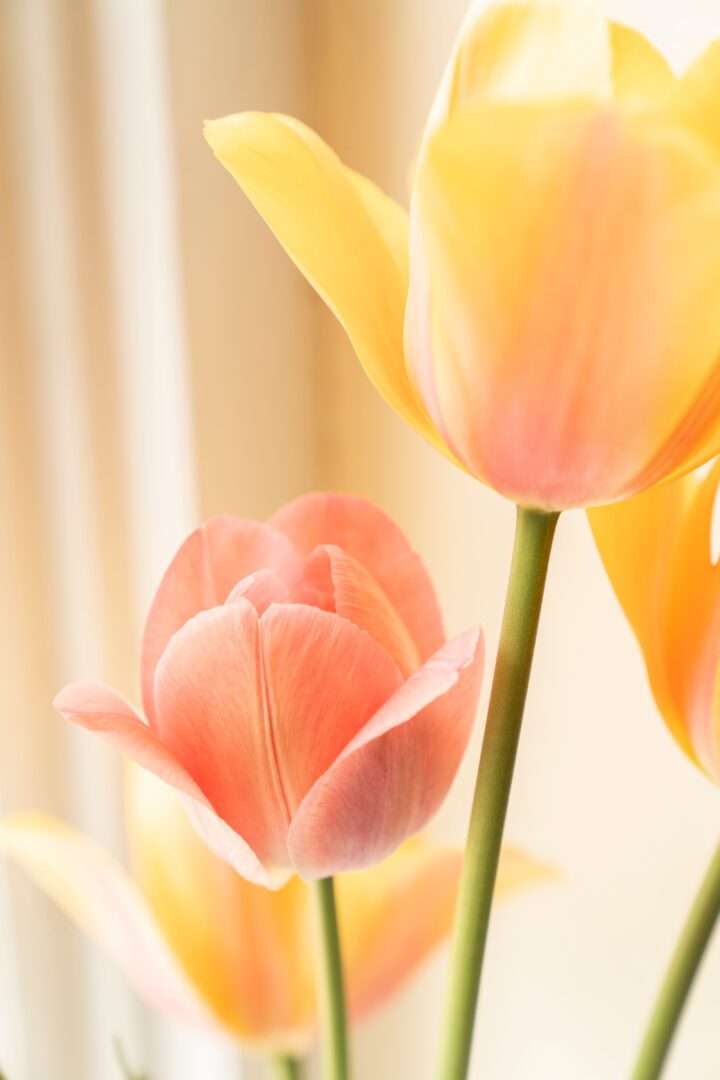 Tulpen