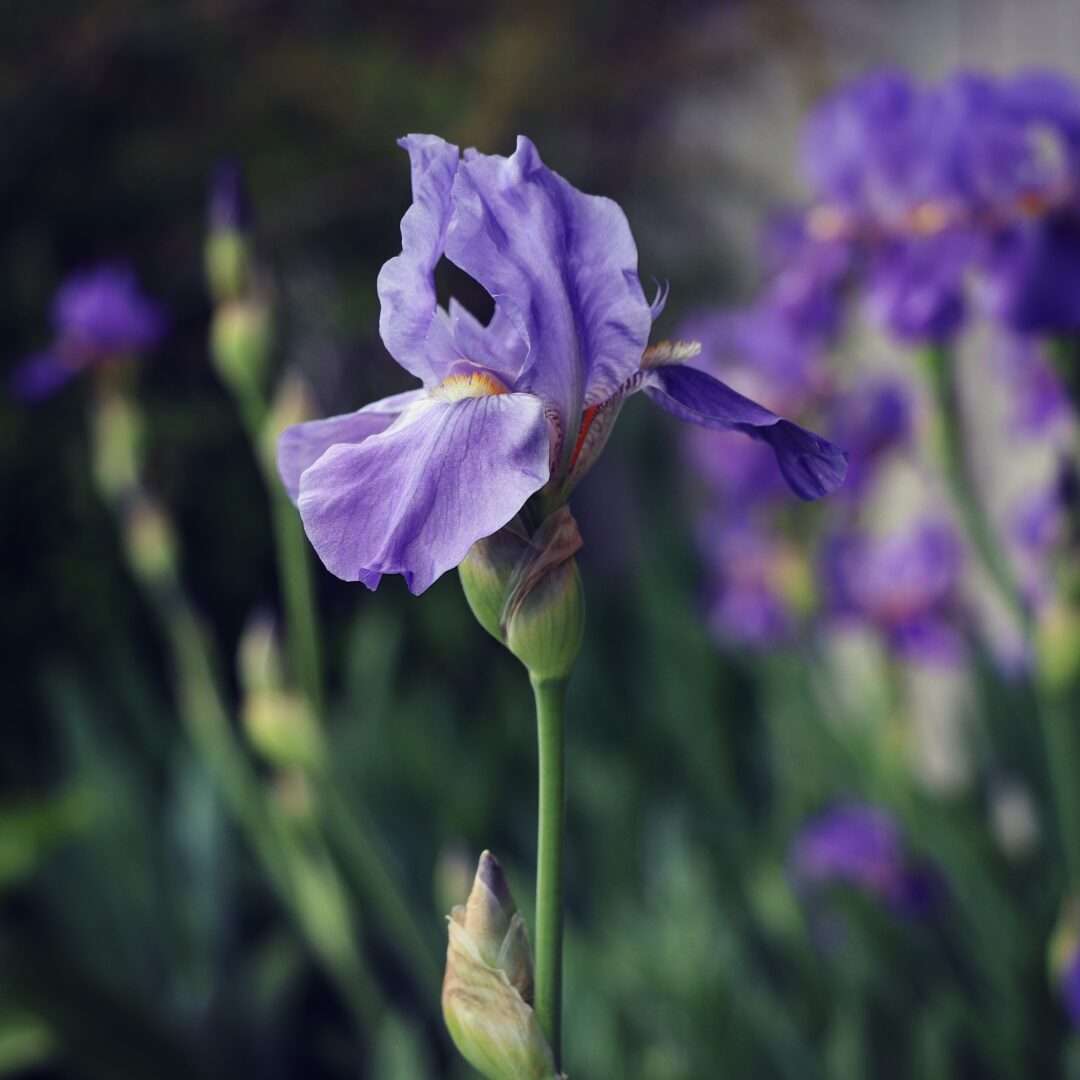 Iris