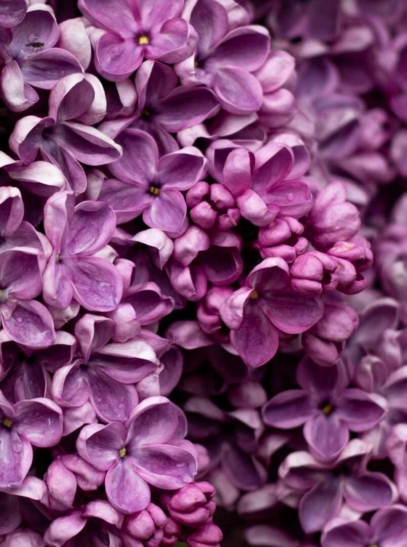 Lilac flowers