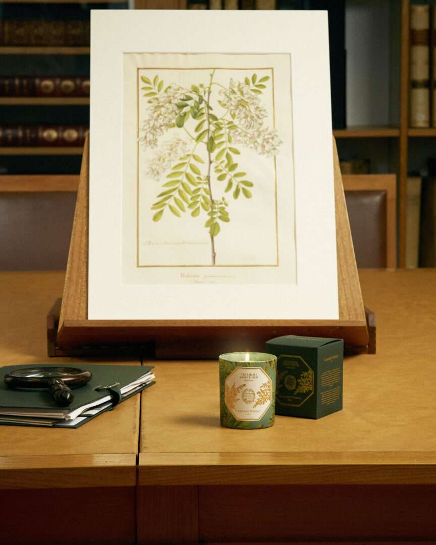 Carrière Frères - Museum Collection - Artemisia Absinthium