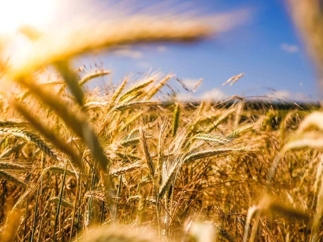 Cornfield