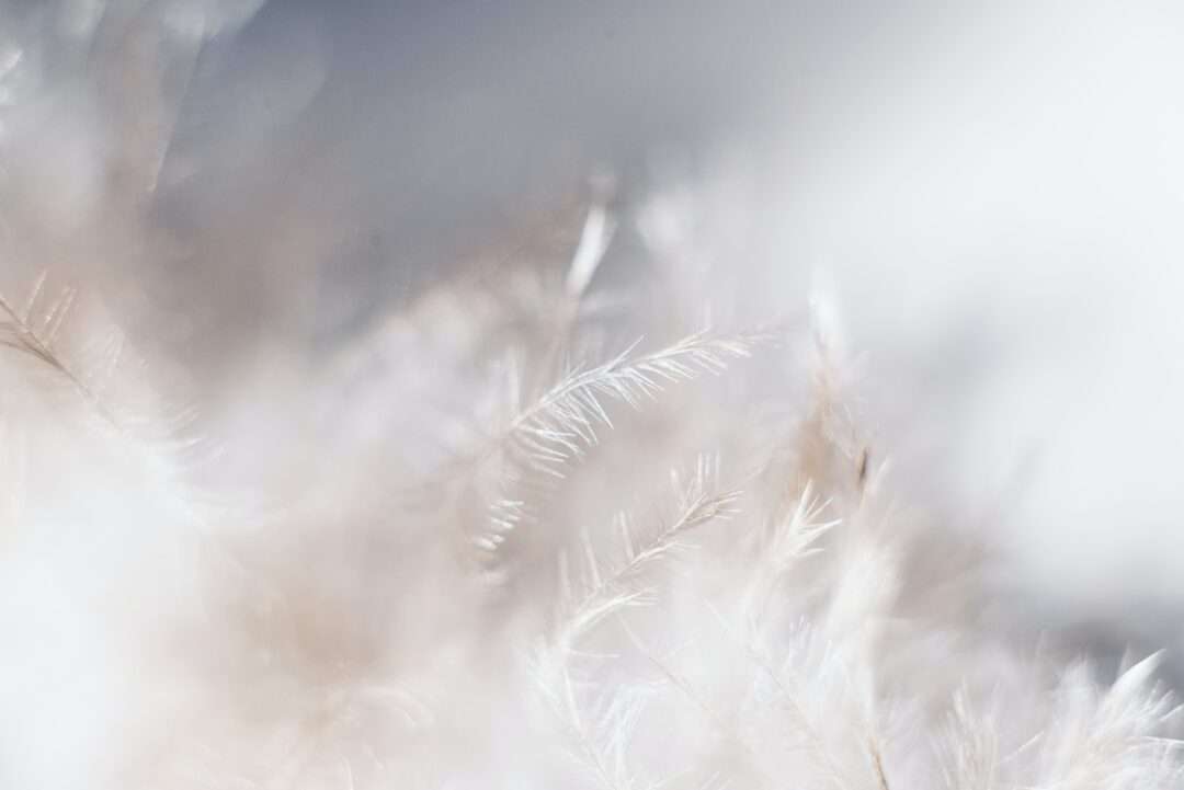 White feathers