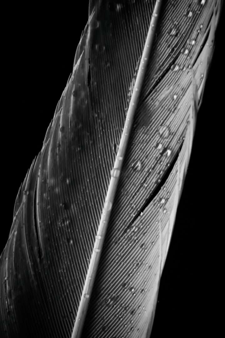 Feather black and white