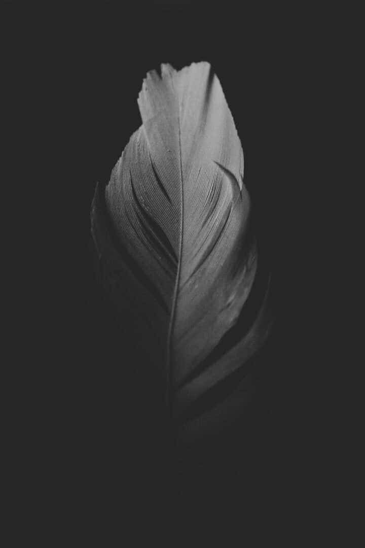 Feather black and white