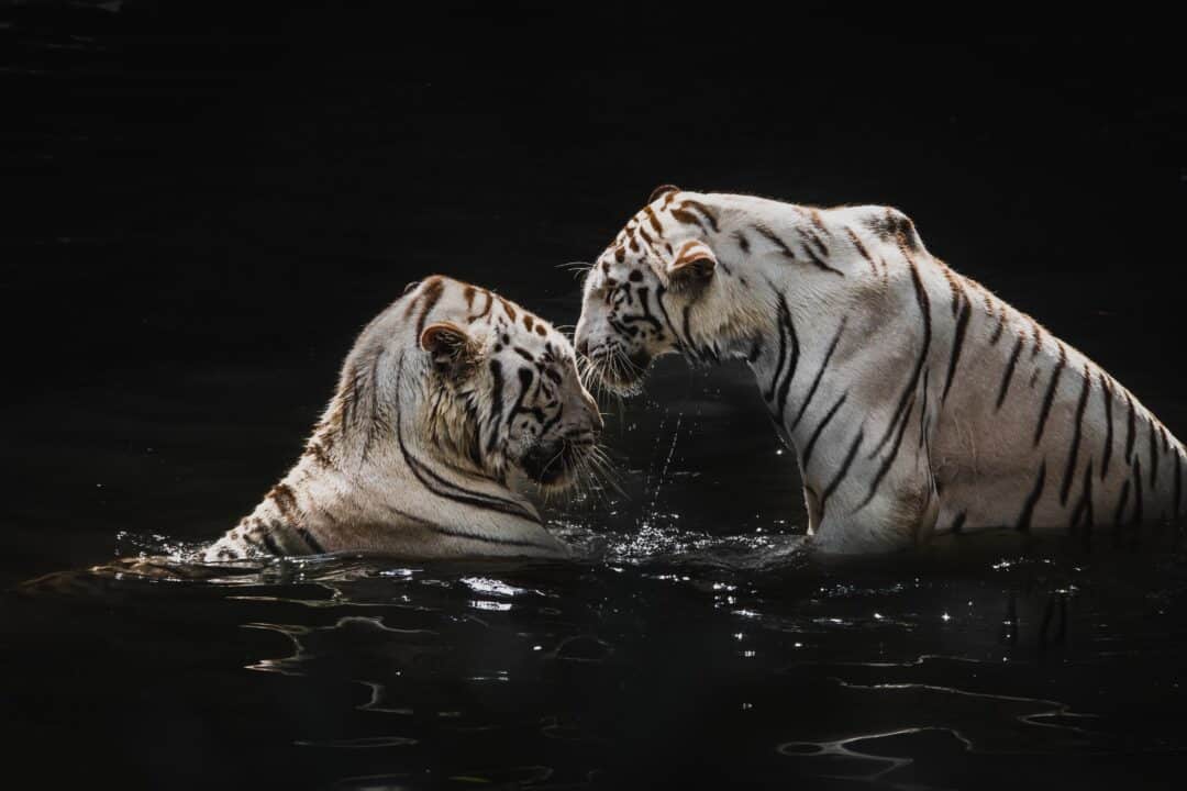 Tiger im Wasser