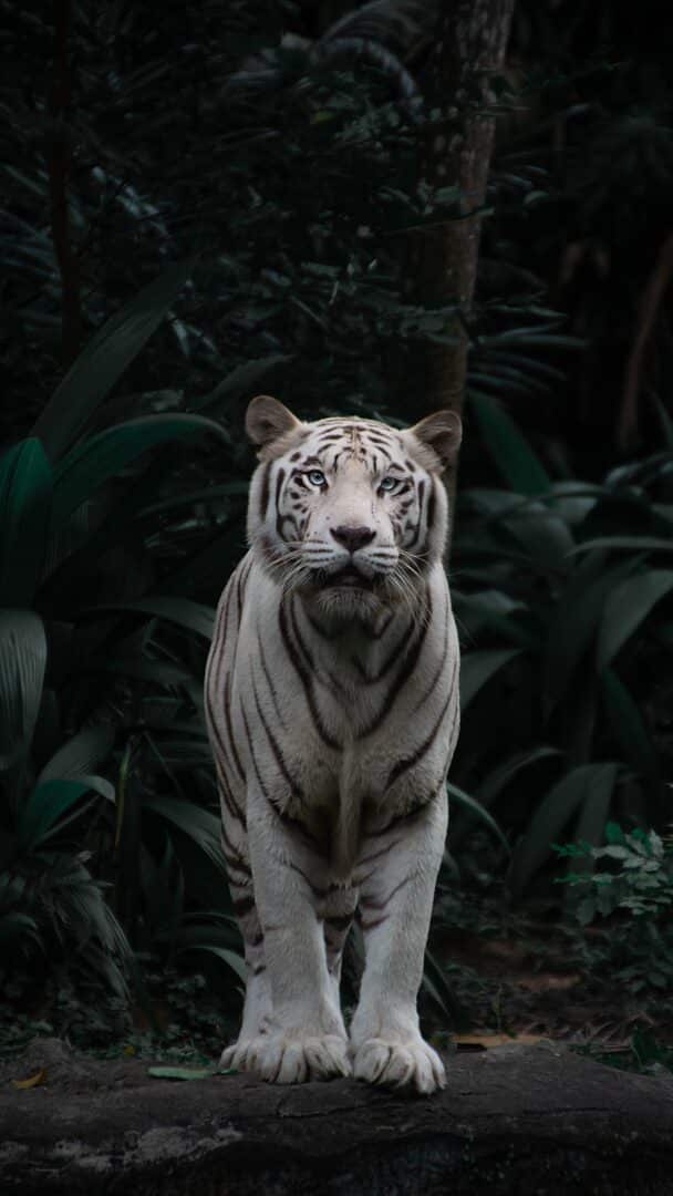 Weißer Tiger vor Dschungel