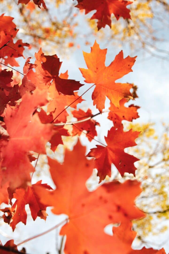 Red autumn leaves