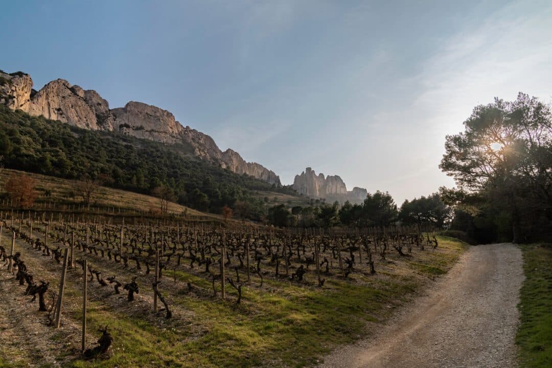 Vineyards, Dentelles de Montmirail