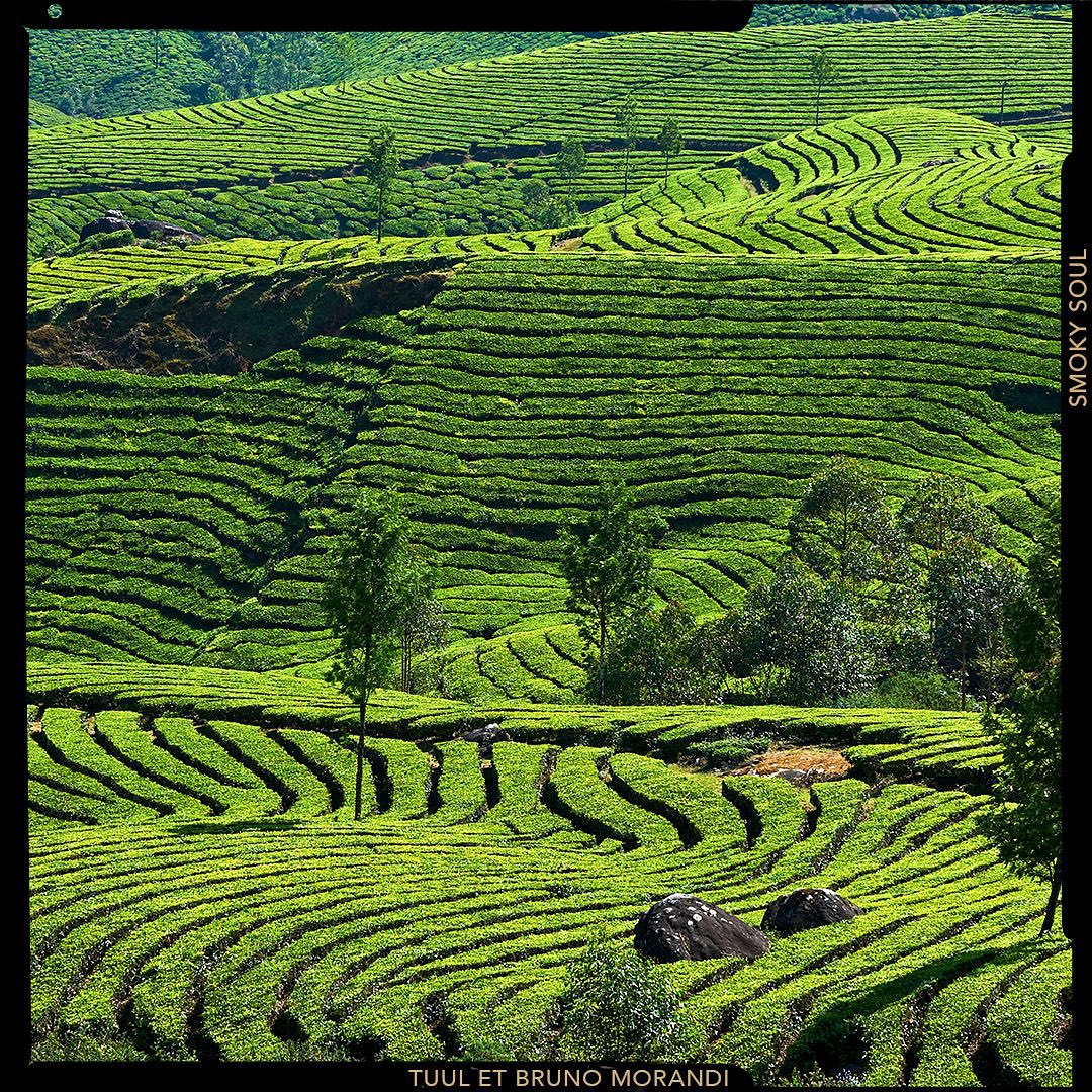 Olfactive Studio - Smoky Soul - Tea plantation