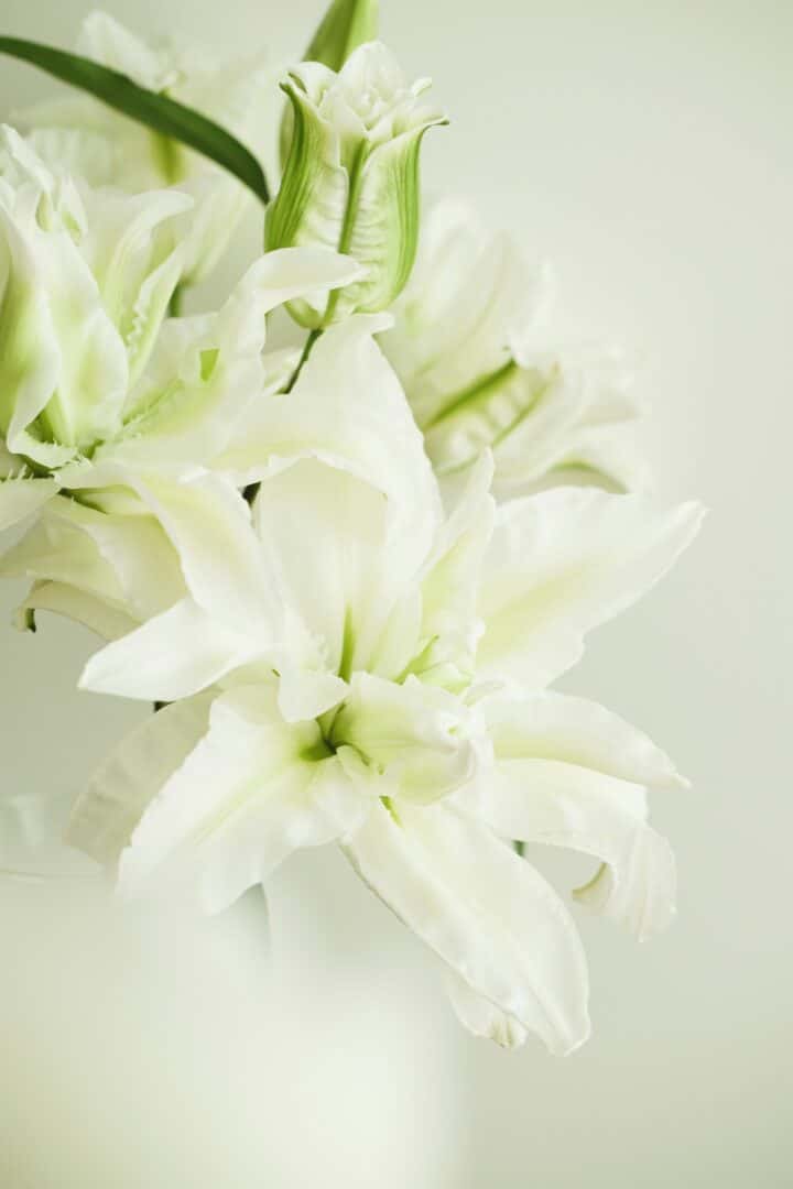 White lilies