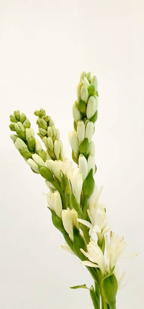 Tuberose