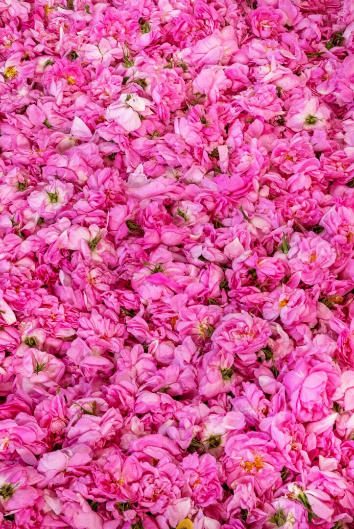 Rose petals